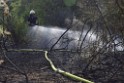 Waldbrand Koeln Hoehenhaus Hoehenfelder Mauspfad P080